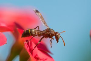 Fort Worth Paper Wasp