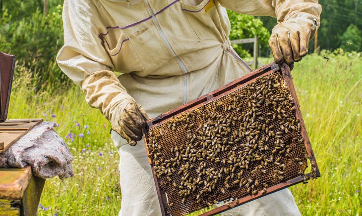 Why The Decline of Bees in California is Problematic