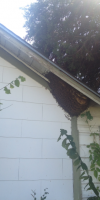 Bees under eave of Dallas house