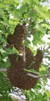 Bee Swarm - Bees hanging on a tree