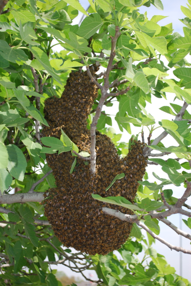 Bee Swarm - Bees hanging on a tree