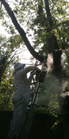 Smoking Bees in Owl Box