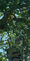 Bee hive in Tree