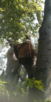 Live Bee Removal