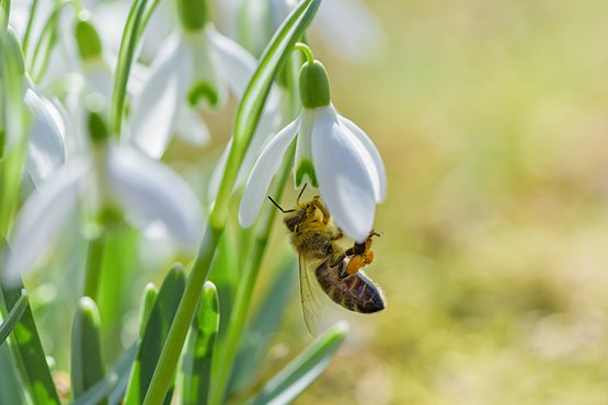 safe bee removal