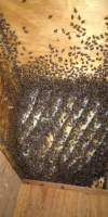 Bee Hive Houston