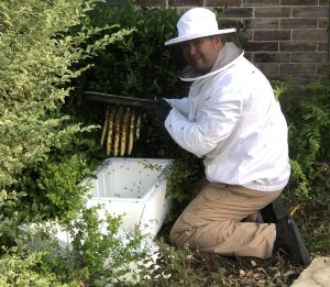 Fort Worth Bee hive removal from water shut off valve box