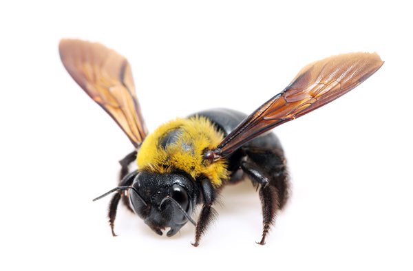 Carpenter Bees Removal