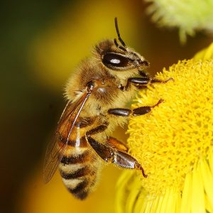 Honey Bee Removal in fort worth