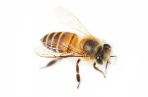 Honey Bee removal