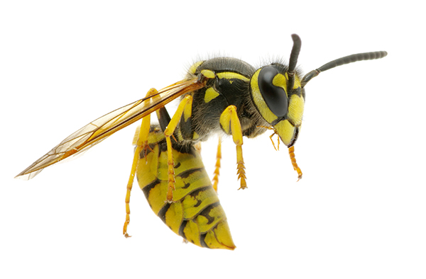 Yellow Jacket Removal