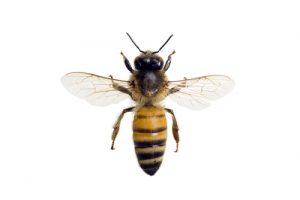 Bee Removal in Houston. Wasp Removal in Houston