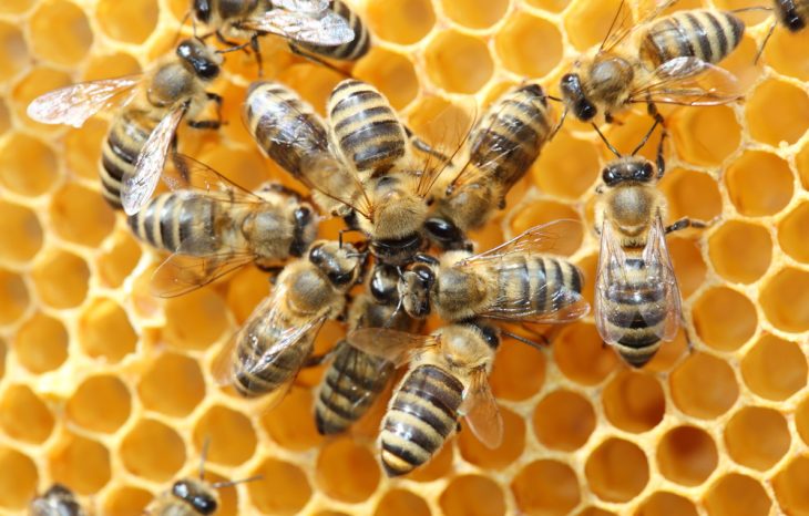 Top Major Dangers that Bee Hive Removal Can Solve