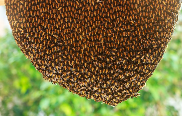 The Safest Approach to Bee Hive Removal