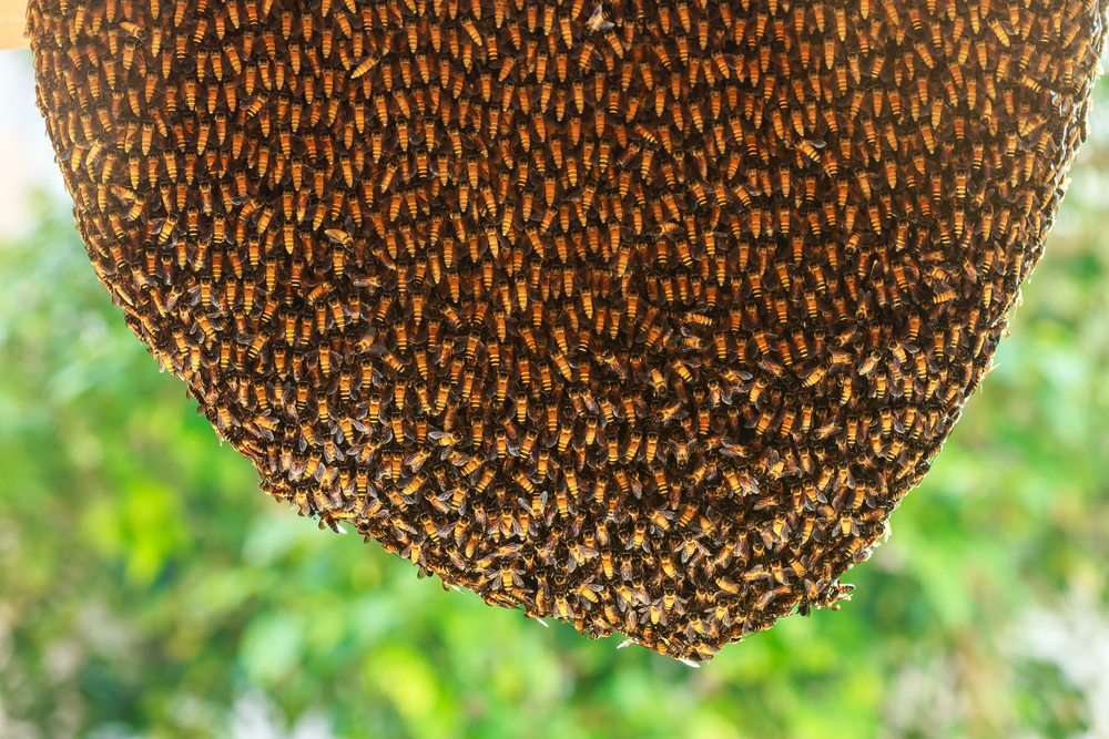 Bee Hive Removal Dallas