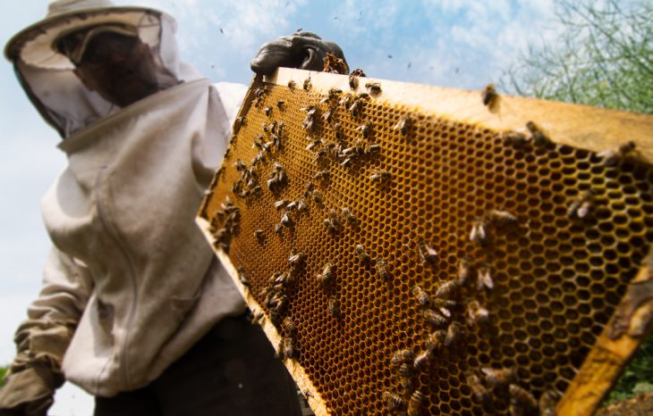 5 Leading Benefits of Beekeeping