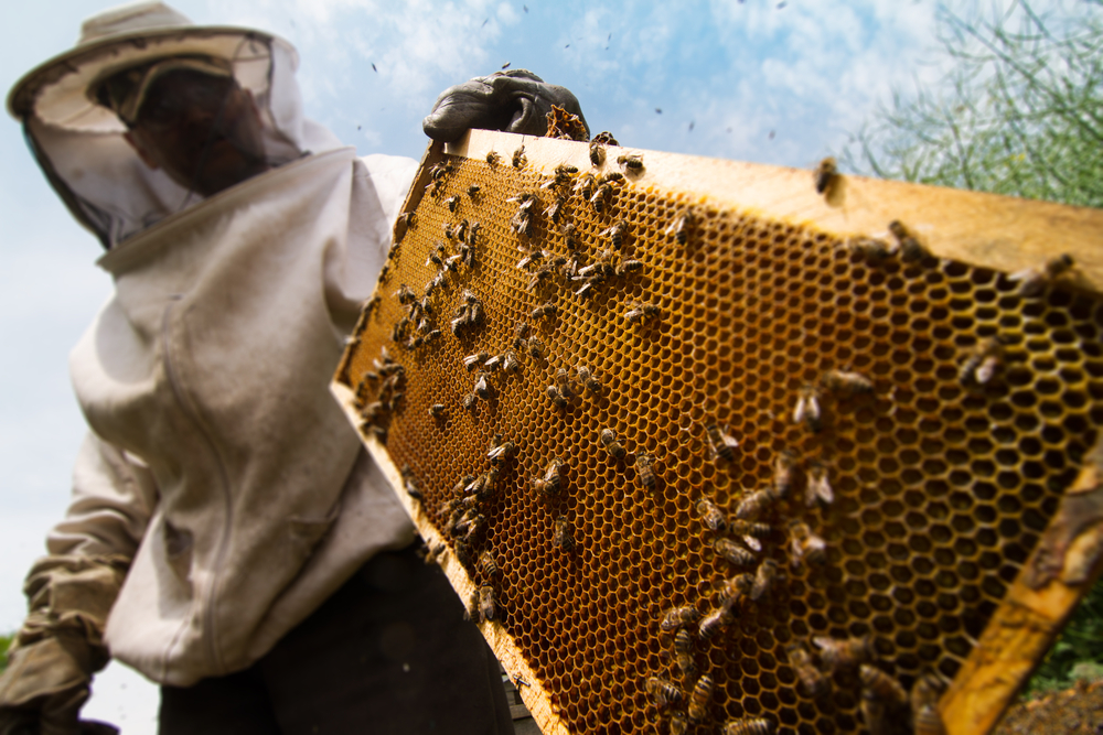 Beekeeping in Dallas