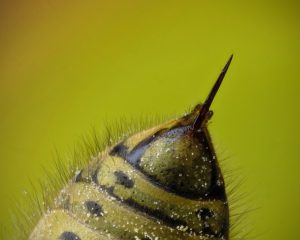 Dangers of Bee Hive Removal DIY