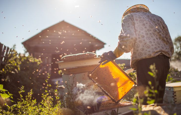 A Look Inside the Beekeeping Process