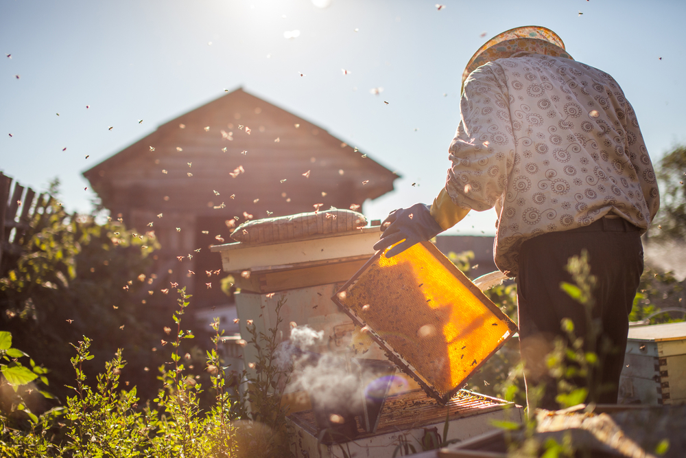 A Look Inside the Beekeeping Process