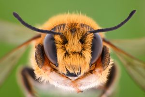 Honey Bee Close Up