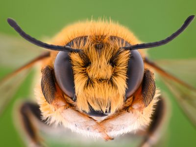 Honey Bee Close Up