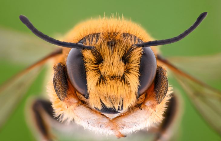 Fundamental Differences Between Bees and Wasps