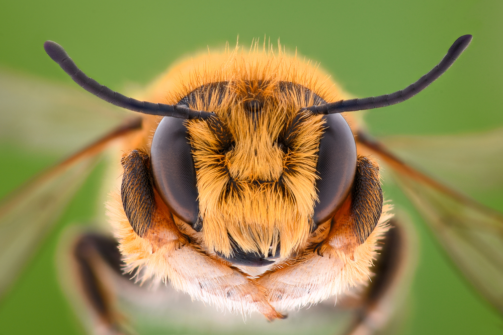 Honey Bee Close Up