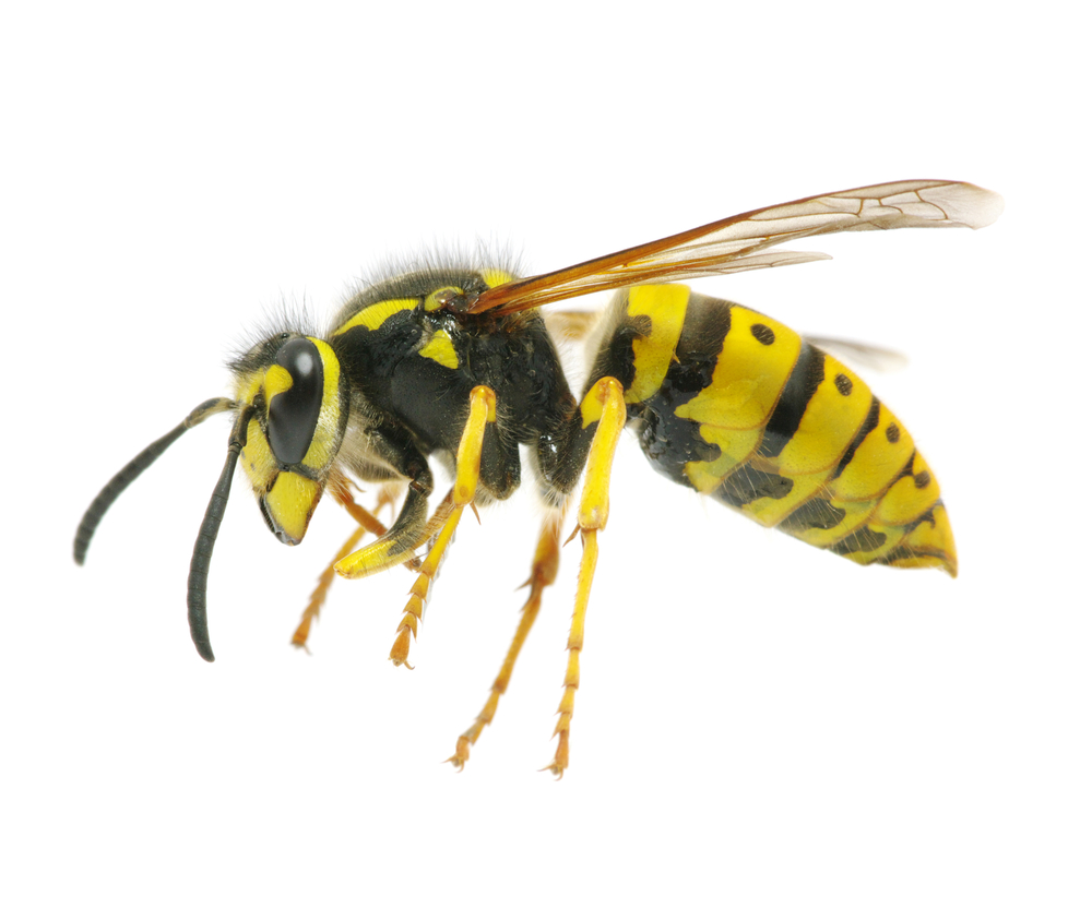 Know Your Wasps