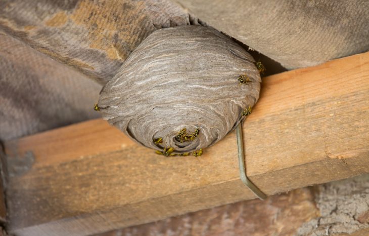 Common Locations for Wasp Nests at Your Home or Business