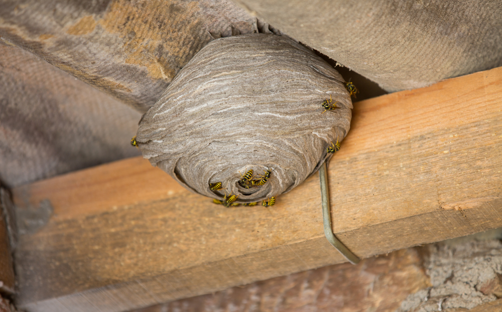 Wasp Nest Under eave