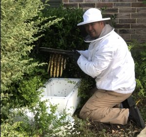 Austin Bee Removal, Yellow Jacket and Wasp control