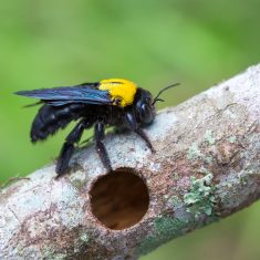 Texas Carpenter bee bee removal wasp removal