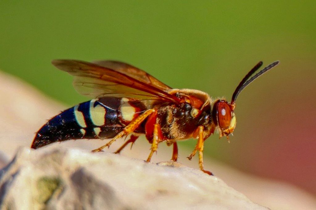 Texas Cicada Killer Wasp