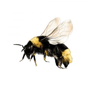 Texas Bumblebee bee removal wasp removal 