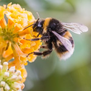 Wild Texas Bumblebee