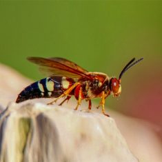 Cicada Killer beee found in Dallas, Texas