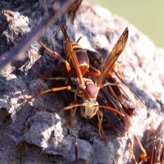 bee removal wasp removal