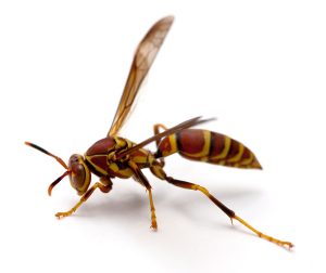 paper wasp