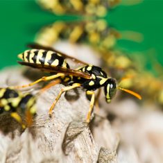 A Yellow Jacket species called Vespula