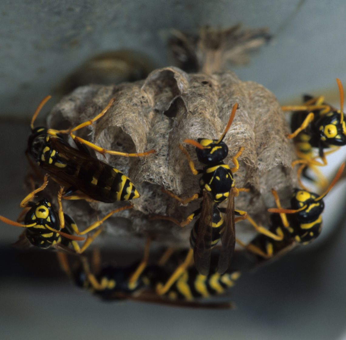 Small Yellow Jacket Nest