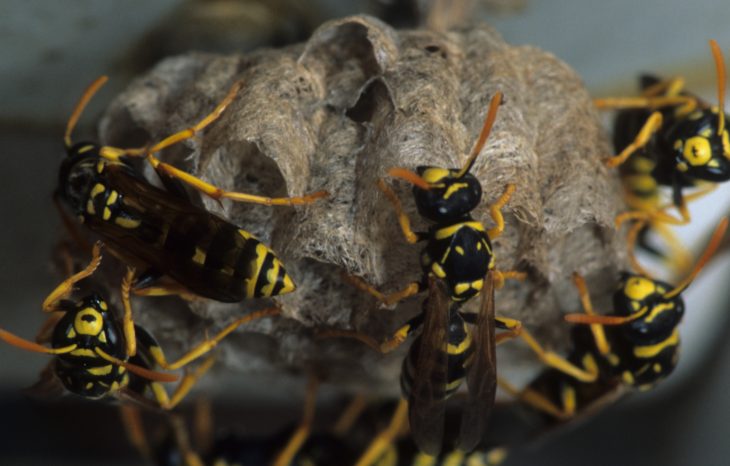 5 Natural Forms of Wasp Control