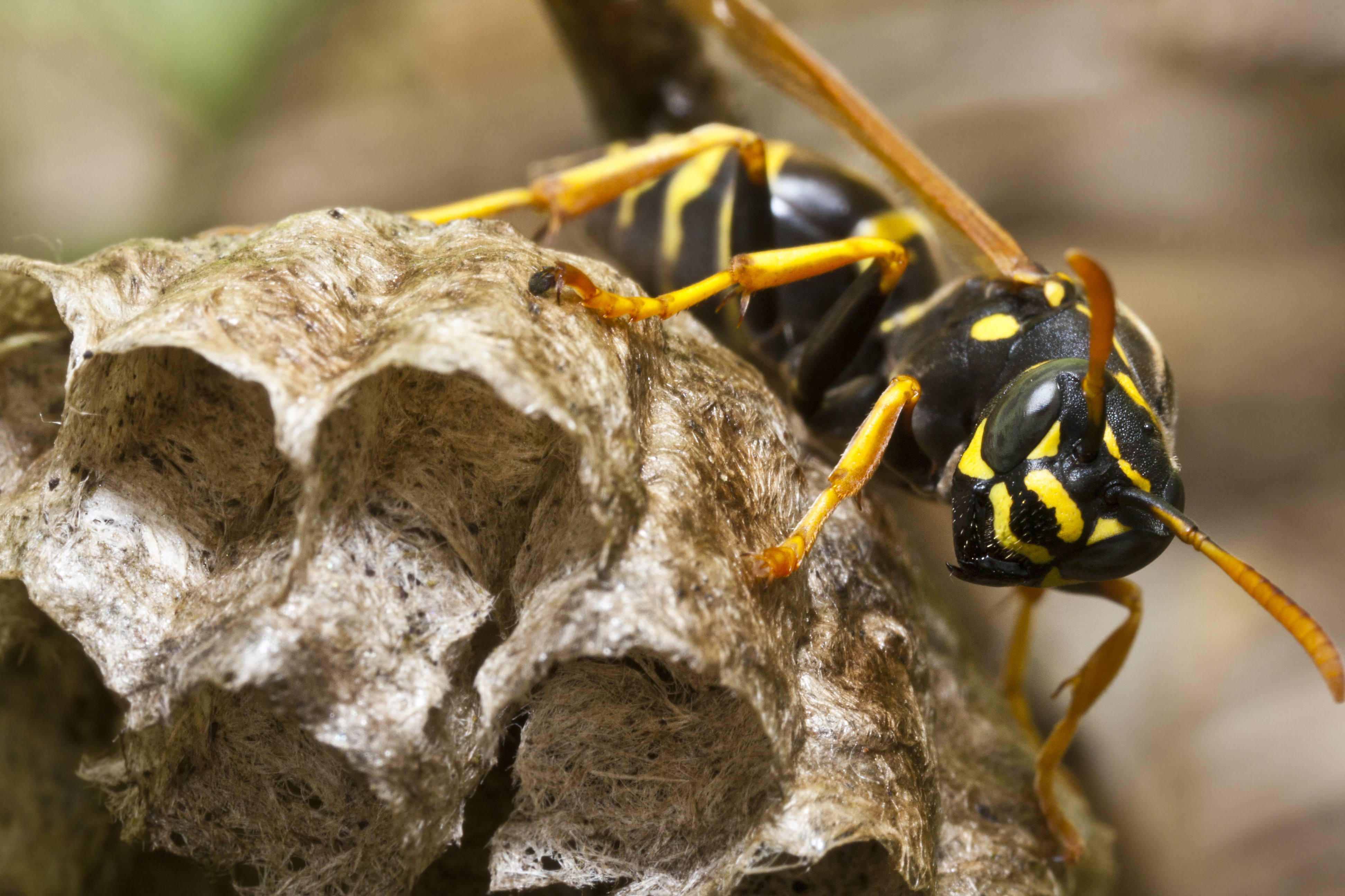 Yellow Jacket Removal In Texas  Yellow Jackets Vs. Other Wasps