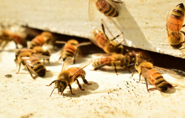 Different Types of Bees in Texas