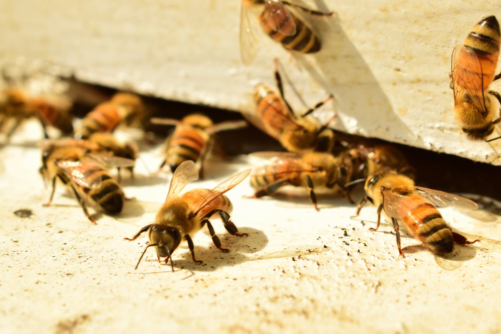 Different types of bees