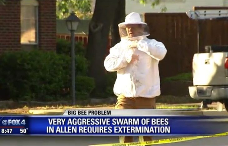 Killer Bee Removal in Allen – Featured on FOX4 News