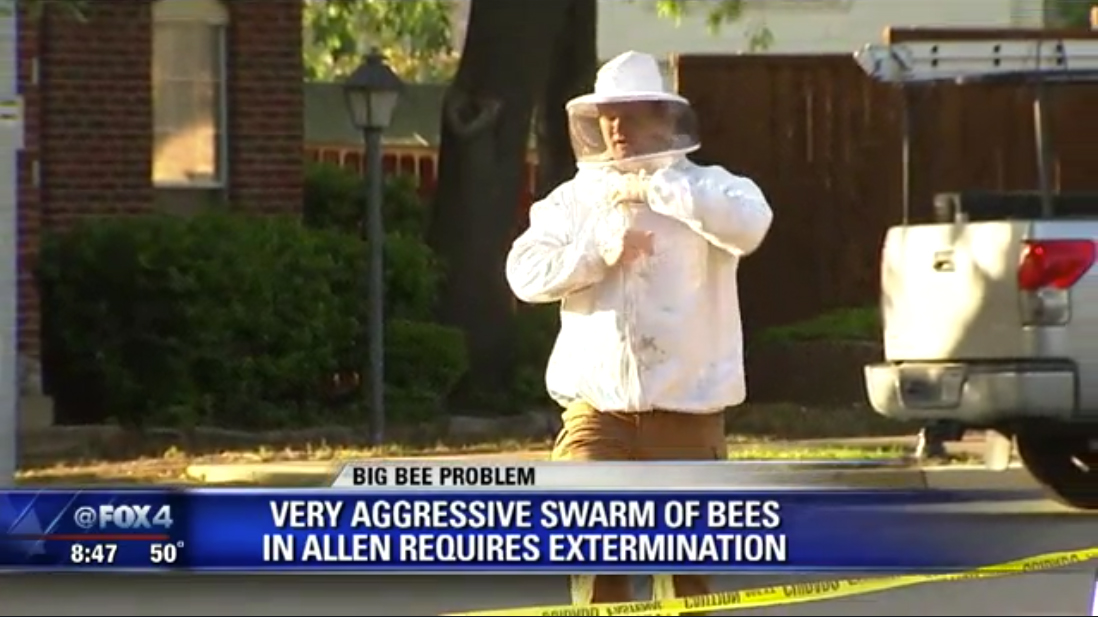 Killer Bees in Allen, TX - Fox 4 News