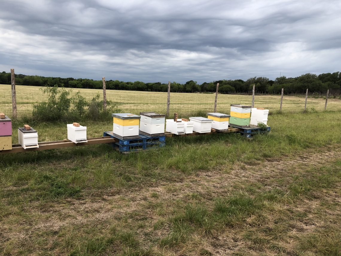 San Antonio Beekeeper Bee Yard