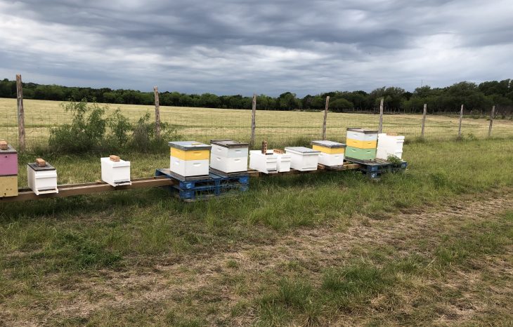 3 Benefits to Having a Beekeeper Remove Bees