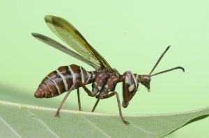 paper wasp identification